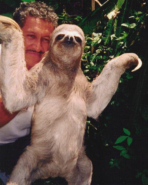 sloth-3.jpg