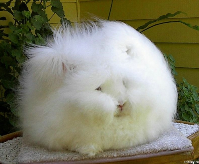 english_angora_rabbits_04.jpg