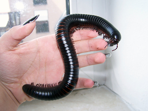 giant+millipede.jpg