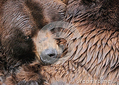 grizzly-bear-hug-12101986.jpg