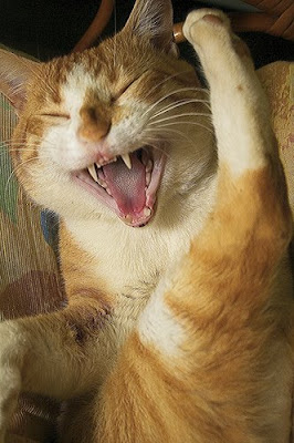 laughing-cat.jpg