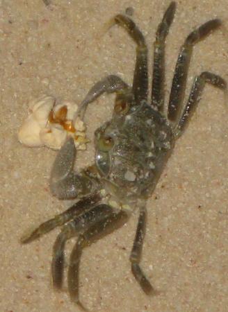 crab-eating-popcorn.jpg