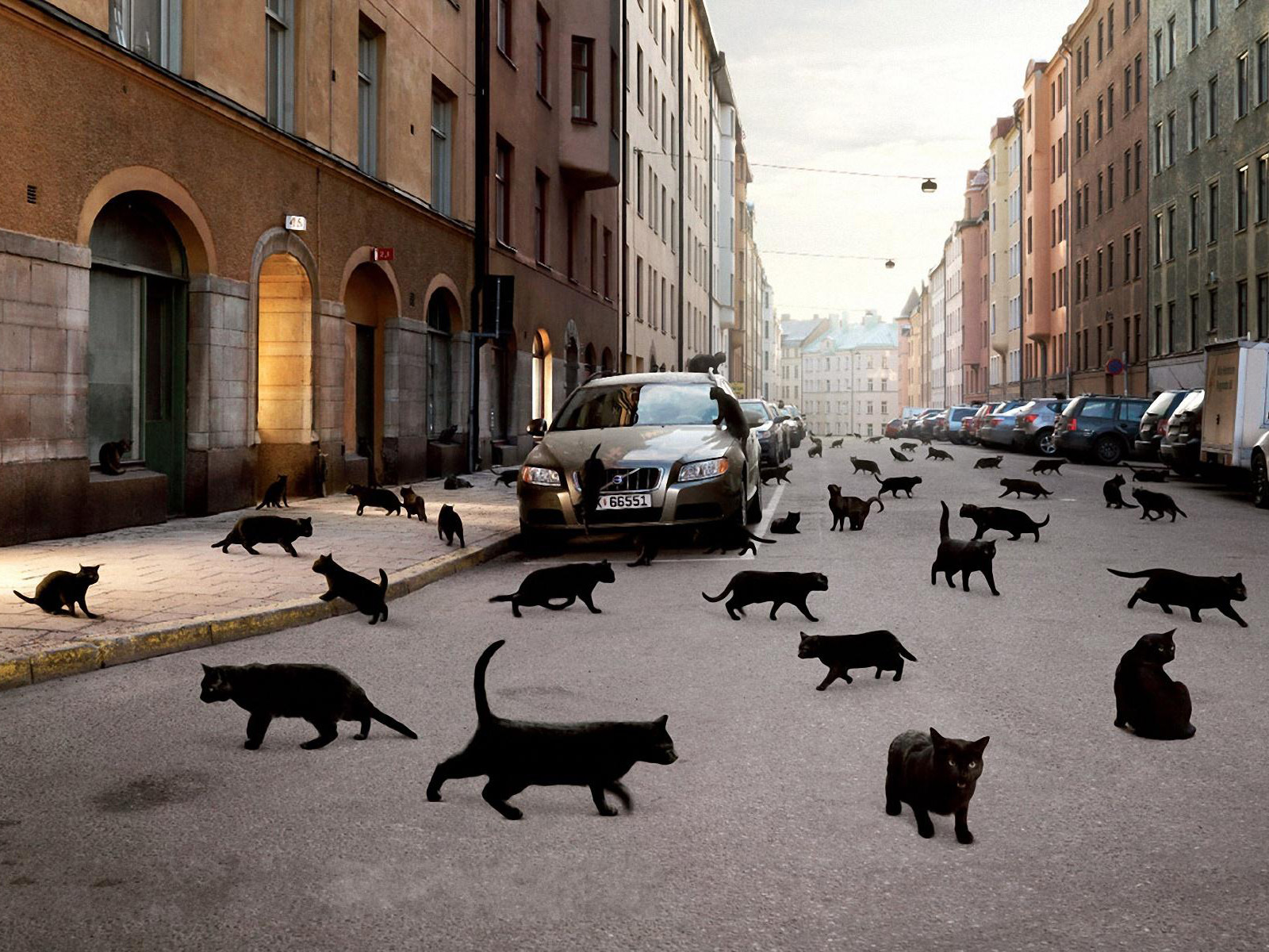 Black-Cats-in-The-Street-wallpaper.jpg