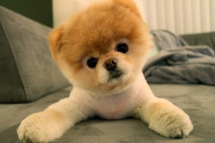 pomeraninan-puppy.jpg