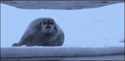 seal-polar-bear.gif