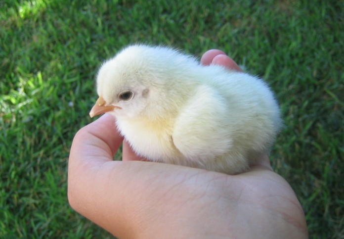 chick_in_hand.jpg