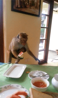 Monkey-Steals-Food-Runs-Away.gif