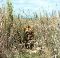 lion_lurking_in_tall_grass_in_~AP-MR9GMS-TH.jpg