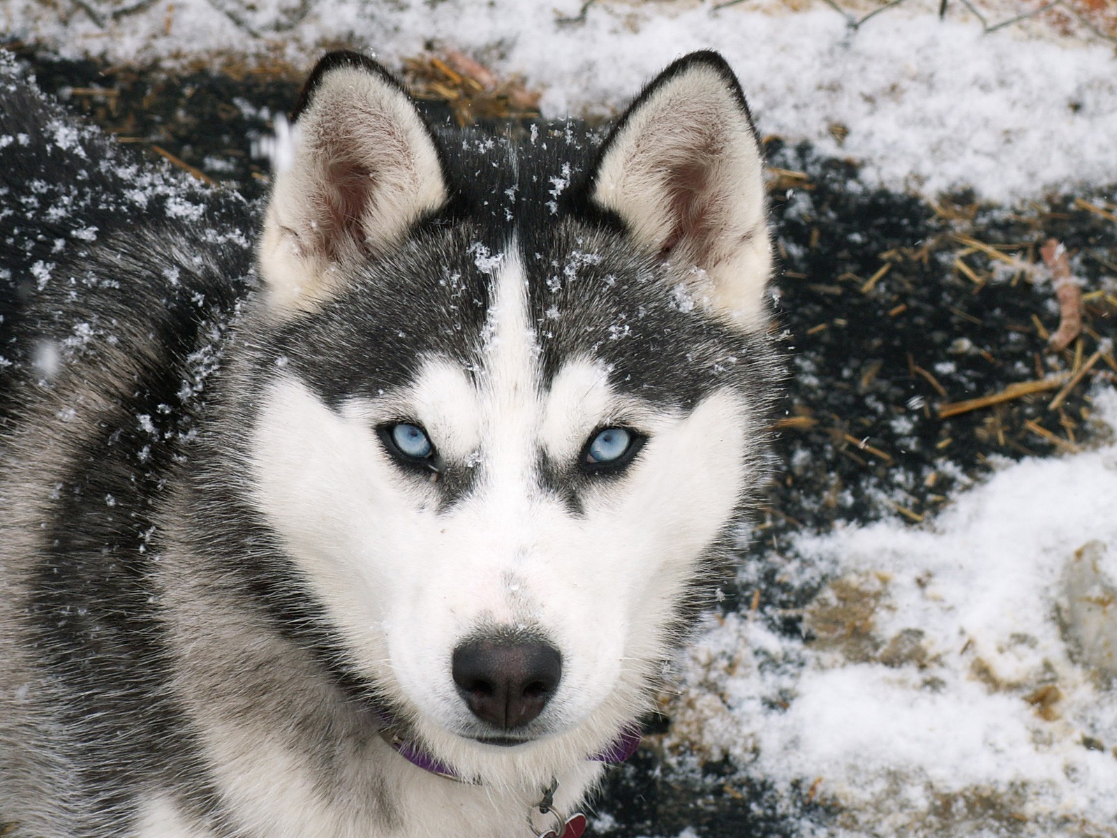 Siberian-Husky-animals-28799003-1600-1200.jpg