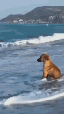 beach-dog.gif