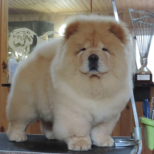 chow-chow-goliath-shen-te-chows-02.jpg