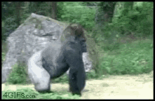 gorilla-walk-away.gif