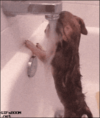 Dog Shower GIFs - Find & Share on GIPHY