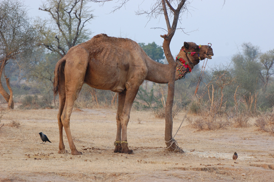 7art-0007_camel-and-crow.jpg