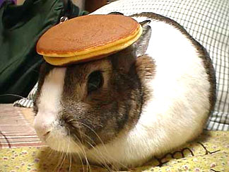 331pancake_rabbit_2io8.jpg