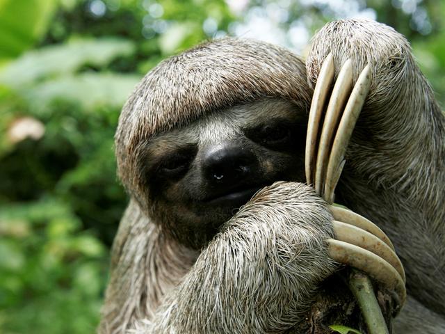 sloth_%28c%29_Jorge_Salas_International_Expeditions.JPG