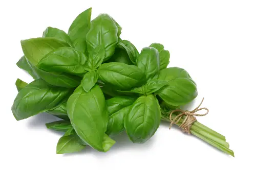 basil-bsp.jpg