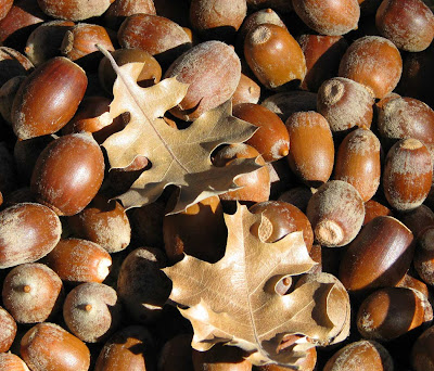 acorn-1.jpg