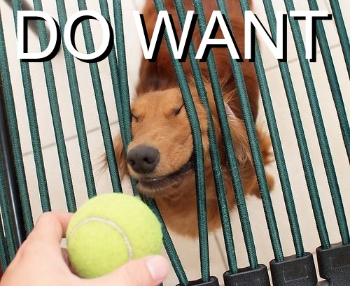 do-want-doggie-ball.jpg