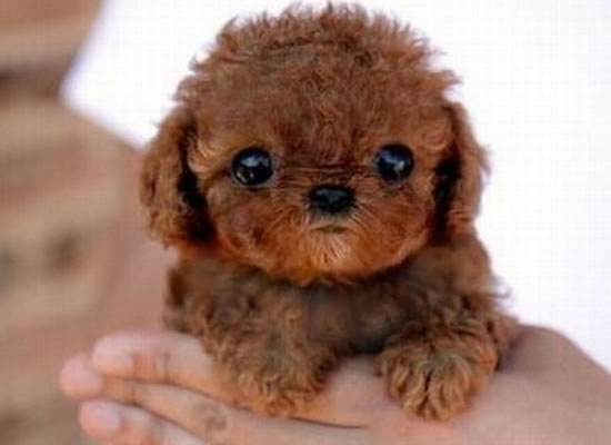 top-10-cutest-puppies-in-the-world-4.jpg