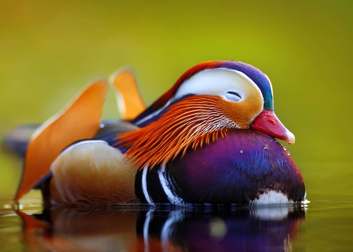 mandarin-duck-Aix-galericulata.jpg