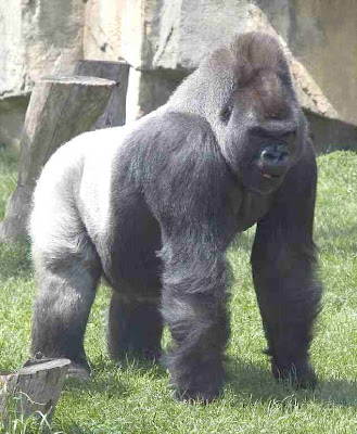 gorilla_silverback