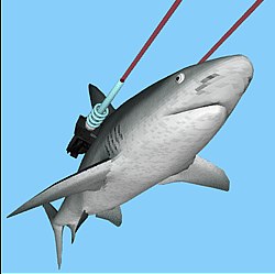 shark.jpg