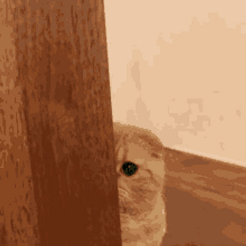Cat Peeking Through The Door GIF | GIFDB.com