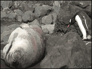 funny+gif+picture+-+troll+penguin.gif