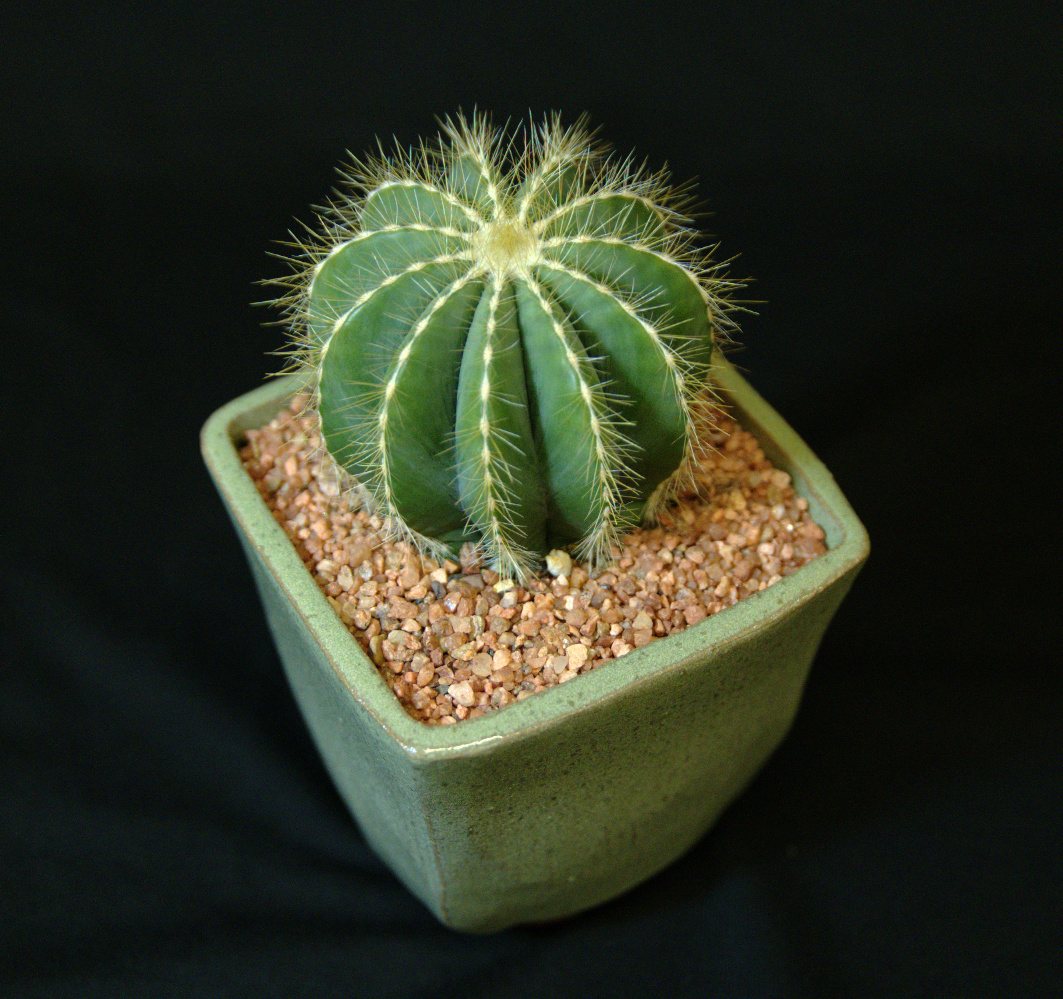 SCCSS-2017-January-Winner_Novice_Cactus-Sally_Fasteau-Notocactus_magnificus-01080026.jpg