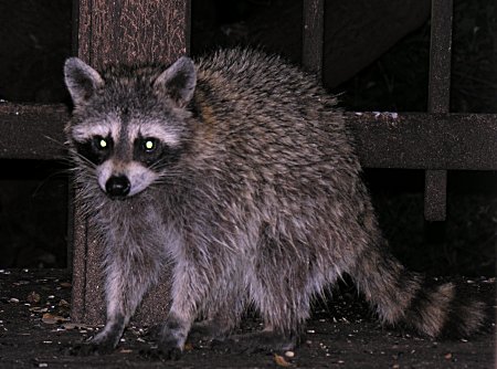 raccoon6852.jpg