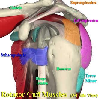 rotator-cuff.jpg