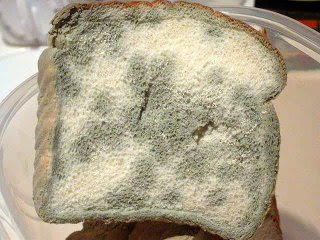 moldy_bread2.jpg