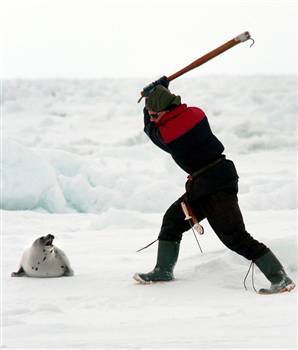 canadian_seal_hunt.jpg