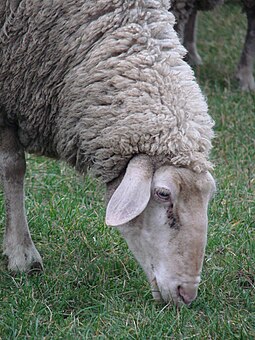 255px-German_ewe_grazing_closeup.jpg