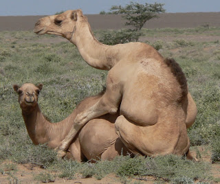 camels%2Bmating.jpg