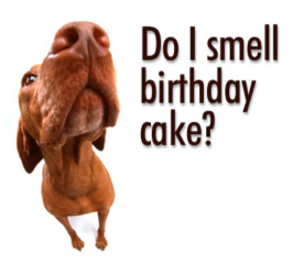 dog-birthday-cake-502.jpg