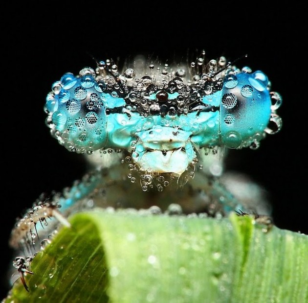 beautiful-insect-630x619.jpg