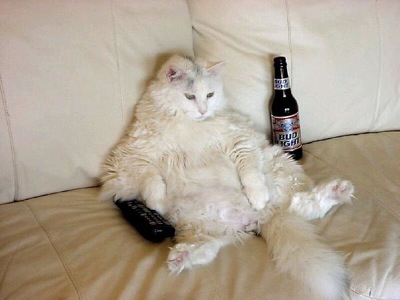 scaled_drunk-cat-couch-potato.jpg
