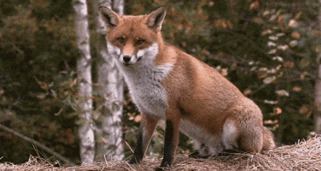 fox-cute.gif