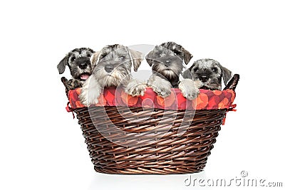 miniature-and-standard-schnauzer-puppies-in-basket-thumb20922179.jpg