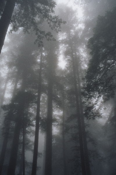 399px-030803a_redwoodfog.jpg