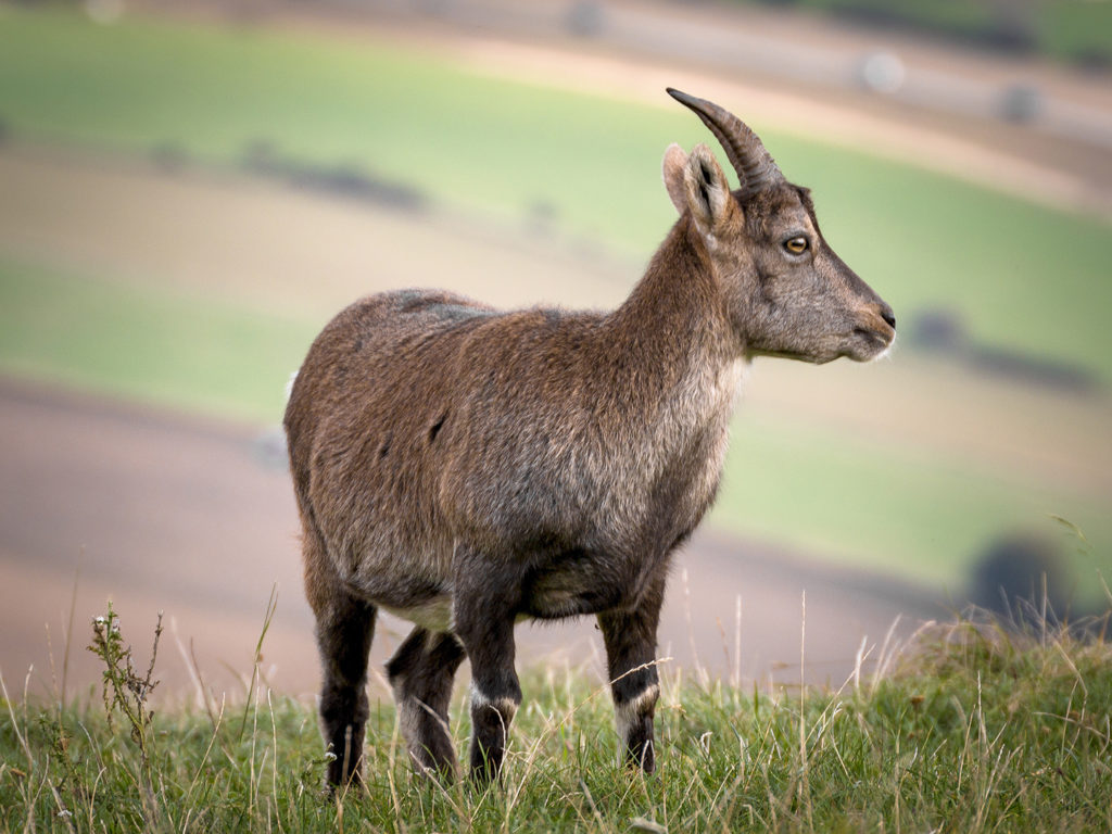 Dairy-Goat-Pet-Talk-1024x768.jpg