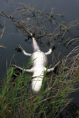 Dead+Gator.jpg