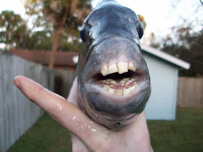 ugly+fish.jpg