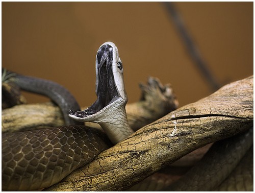 Black-Mamba-2.jpg