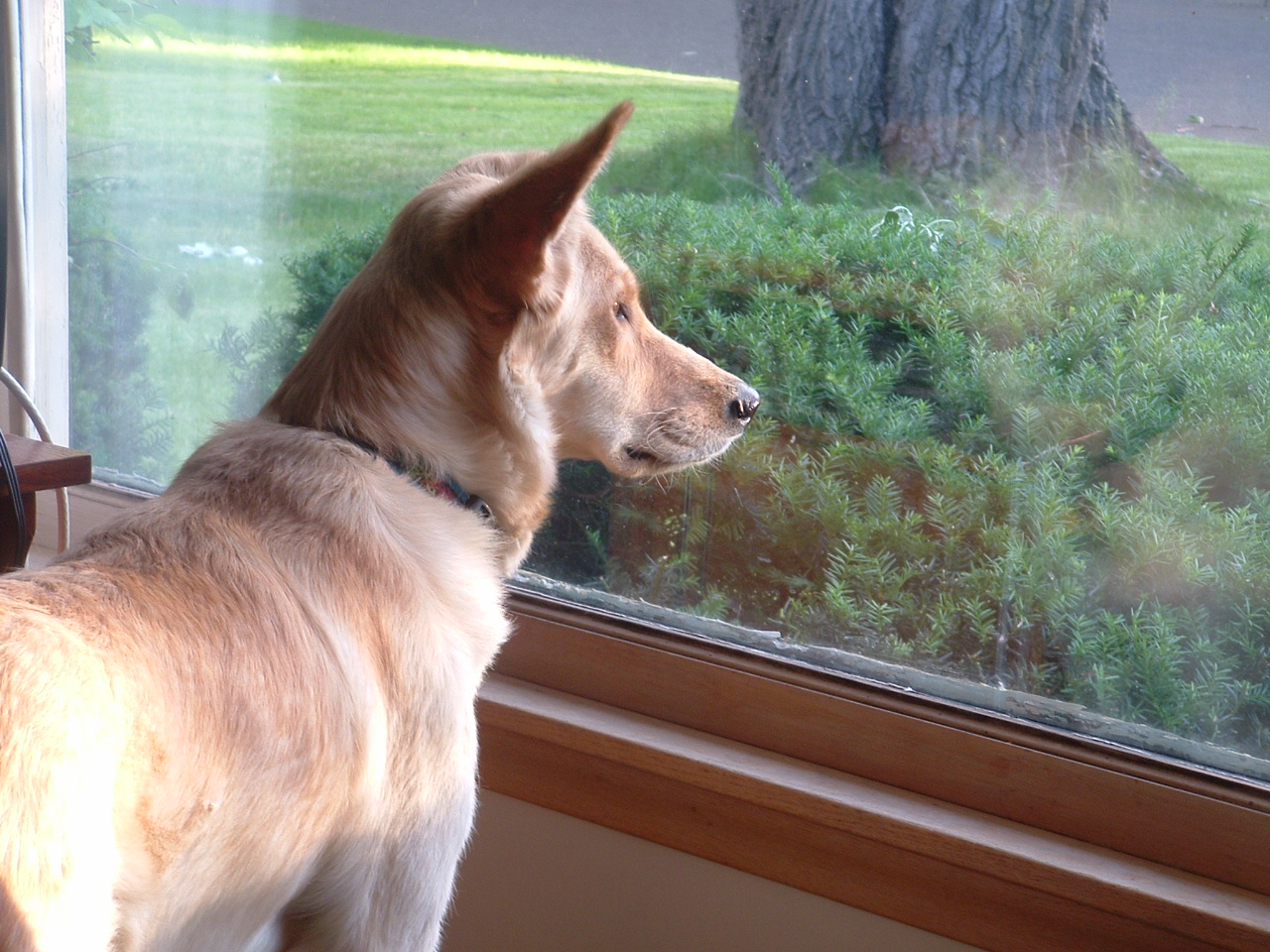 looking-out-window-6-7-07-001.jpg