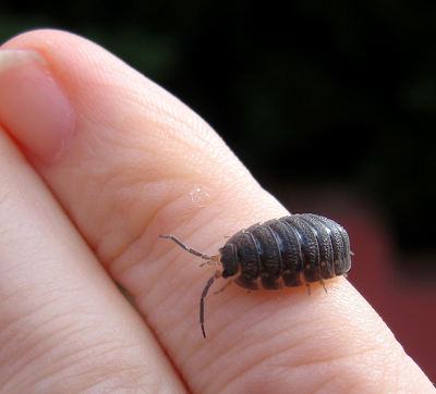 pill+bug2.png