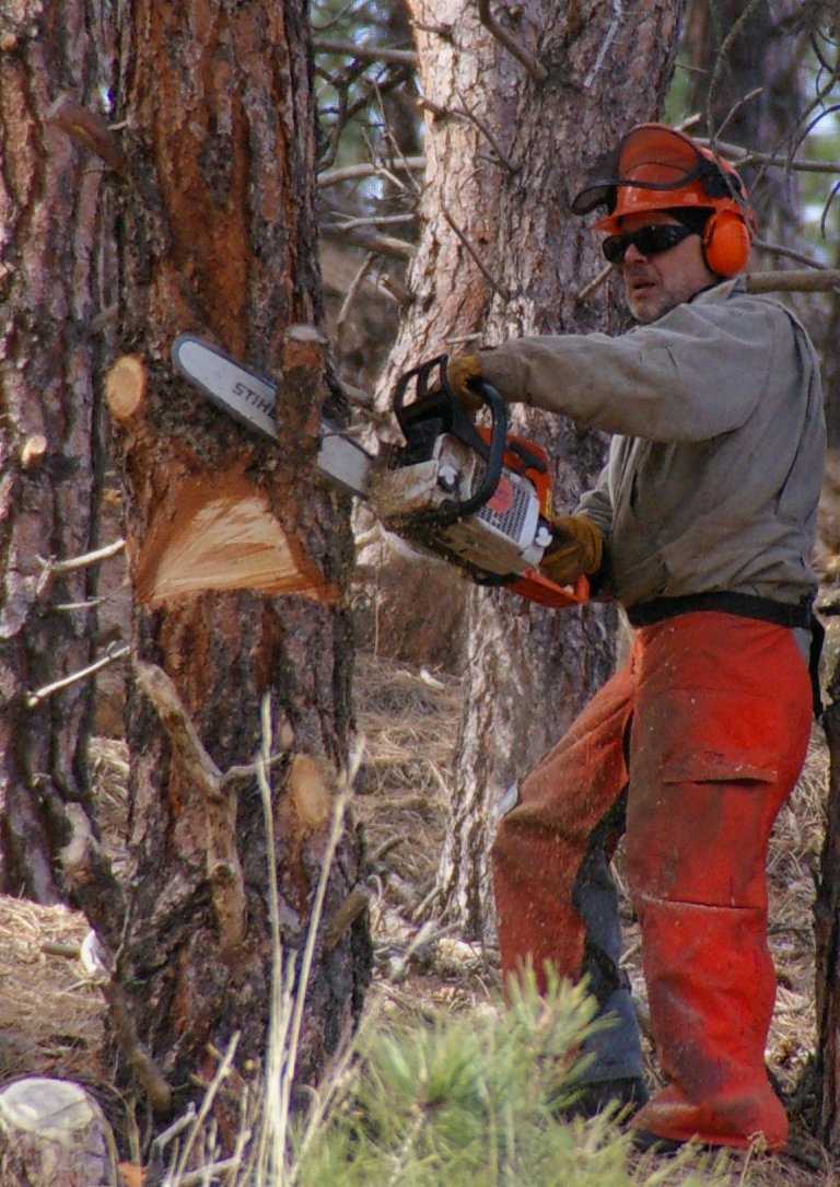 Chainsaw_cutting_tree.jpg