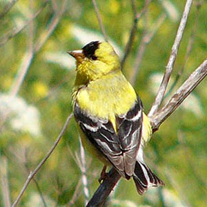 multi_american_goldfinch.jpg